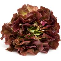 Lechuga roja, unidad, aprox. 250 g