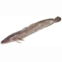 Maruca 1-2, pieza al peso aprox. 1.5 kg Maruca 1-2, pieza al peso aprox. 1.5 kg