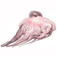 Pulpo fresco extra, pieza al peso aprox.