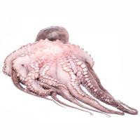 Pulpo fresco, pieza al peso aprox. 1 kg
