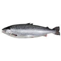 Salmón por medios o enteros, pieza al peso aprox. 4 kg
