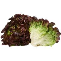 Lechuga Hoja de Roble, unidad