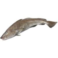 Bacalao de cultivo con cabeza, al peso, compra mínima 1.5 kg