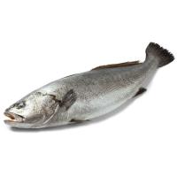 Corvina de cultivo, pieza al peso aprox. 1 kg