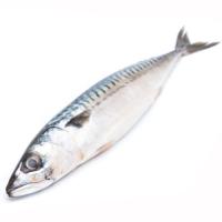 Caballa-Verdel, pieza al peso aprox. 750 g