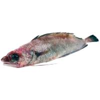 Brotola de barbas, pieza al peso aprox. 2.5 kg